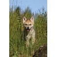 thumbnail image 2 of Jones, Adam 23x32 White Modern Wood Framed Museum Art Print Titled - Wolf pup-Canis lupus-Captive, 2 of 4