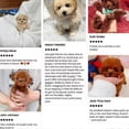 thumbnail image 4 of 2025 Robot Dog for Adults, AI Robotic Dog, Nicoo - My Realistic Robot Puppy That Acts Like a Real Puppy - Walking, Barking, Tail Wagging, 4 of 4