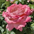thumbnail image 4 of National Plant Network Bare Root First Prize Rose, 4 of 10