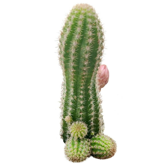 Echinopsis chamaecereus Peanut Cactus (2"  Plastic Pot) - Tiny, Lovely, Easy to Care Cactus for Beginners - Live Healthy Cactus - Unique Shaped Cactus