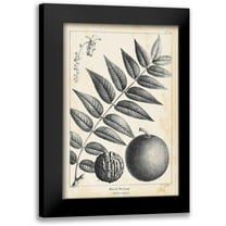 Nuttall, Thomas 11x14 Black Modern Framed Museum Art Print Titled - Vintage Black Walnut Tree