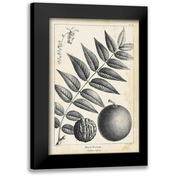 Nuttall, Thomas 11x14 Black Modern Framed Museum Art Print Titled - Vintage Black Walnut Tree