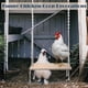 thumbnail image 3 of Columpio de Juguete para Gallinero Grande, Juguete de Enriquecimiento de Pollo para Gallinas y Gallos, Accesorios de Madera para Gallinero, 3 of 5