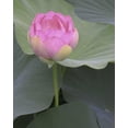 thumbnail image 2 of Christensen, Jim 26x32 Gold Ornate Wood Framed with Double Matting Museum Art Print Titled - Blushing Lotus II, 2 of 4