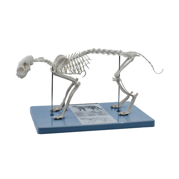 Adult Cat Skeletal System, Anatomical Model, 8.25" Tall - Life Size Domestic Shorthair - Medical Quality, Mounted to Base - Eisco Labs