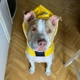 thumbnail image 6 of Dog Raincoat Waterproof Large Pet Dog Rain Jackets with Hood Safety for Dog, 6 of 17
