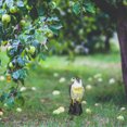 thumbnail image 3 of Repelente de pájaros Repelente de pájaros Repelente de pájaros falsos para jardín Balcón Prevenir pájaros y plagas ANGGREK Otros, 3 of 8