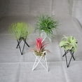 thumbnail image 4 of Geometric Nordic Style Container Flower Pots Stand Iron Tabletop Ornament Flower Pot Tillandsia Stand Home Decoration Air Plant Holder BLACK, 4 of 8