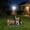 (Corgi), variant on Solar Garden Statue with Planter & Solar Lantern, Outdoor Resin Animal Sculpture, Waterproof Yard Lawn Decor Pot for Succulents, Front Porch Ornament Housewarming Gift (Lying Silver Tabby Cat)
