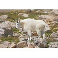 thumbnail image 2 of Lord, Fred 18x13 White Modern Wood Framed Museum Art Print Titled - CO, Mt Evans Mountain goat standing on rocks, 2 of 4