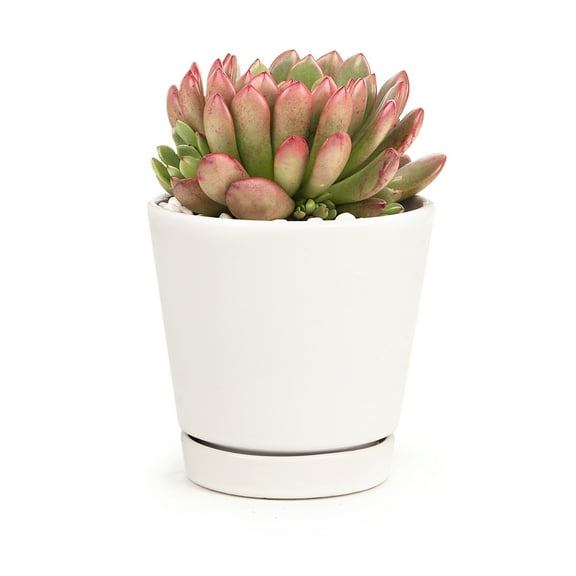 4 inch White Minimalist Pot with Saucer - Pot for Houseplants and Succulents - Modern Minimalist Pot - Pot with Saucer and Drainage Hole