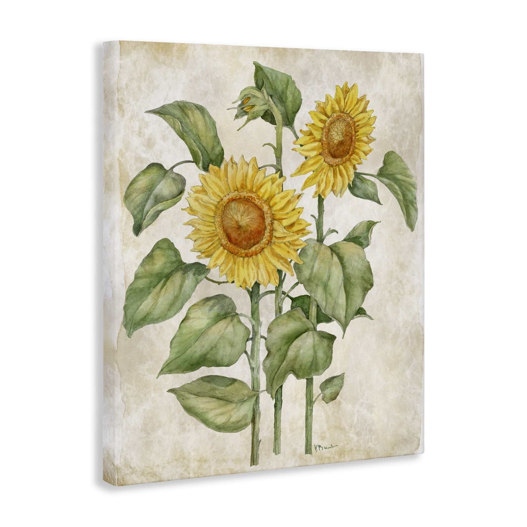 Stupell Industries Floral Journal Vintage Sunflower Canvas Wall Art, design by Paul Brent