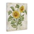 thumbnail image 2 of Stupell Industries Cottage Floral Journal Vintage Sunflower Canvas Art, 16 x 20, by Paul Brent, 2 of 8