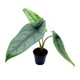 thumbnail image 3 of Alocasia Dragon's Breath 2 inch Rare Jewel Alocasia Alocasia Heterophylla Tiny Minix Pixie Plant, 3 of 8
