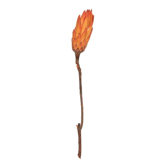 Vickerman 14" Nectarine Repens on a Natural Stem. Includes 6 Stems per Bunch, Dried
