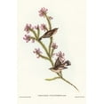 thumbnail image 2 of Gould, John 11x14 Gold Ornate Wood Framed with Double Matting Museum Art Print Titled - Western Gerygone-Gerygone culicivorus, 2 of 4