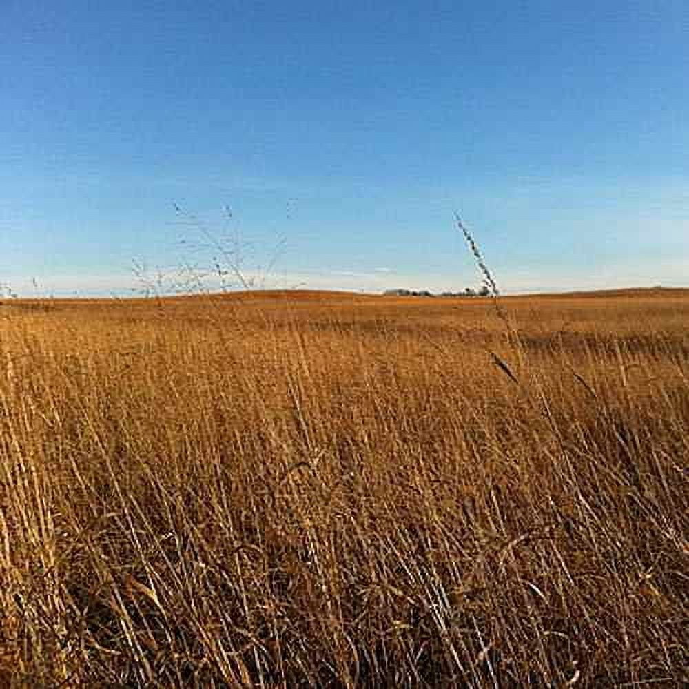 Tall Native Prairie Drought Tolerant Grass Seed Mix For Xeriscape Landcapes - 1 LB