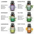 thumbnail image 5 of PHATOIL 6pcs Essential Oils Set for Diffusers Humidifier 100% Pure,for Massage Bath Sleep (10ml), 5 of 12