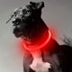 thumbnail image 1 of Collar de luz LED para perro mascota, Collar luminoso antipérdida para perro, Collar para perro recargable por USB, 1 of 5