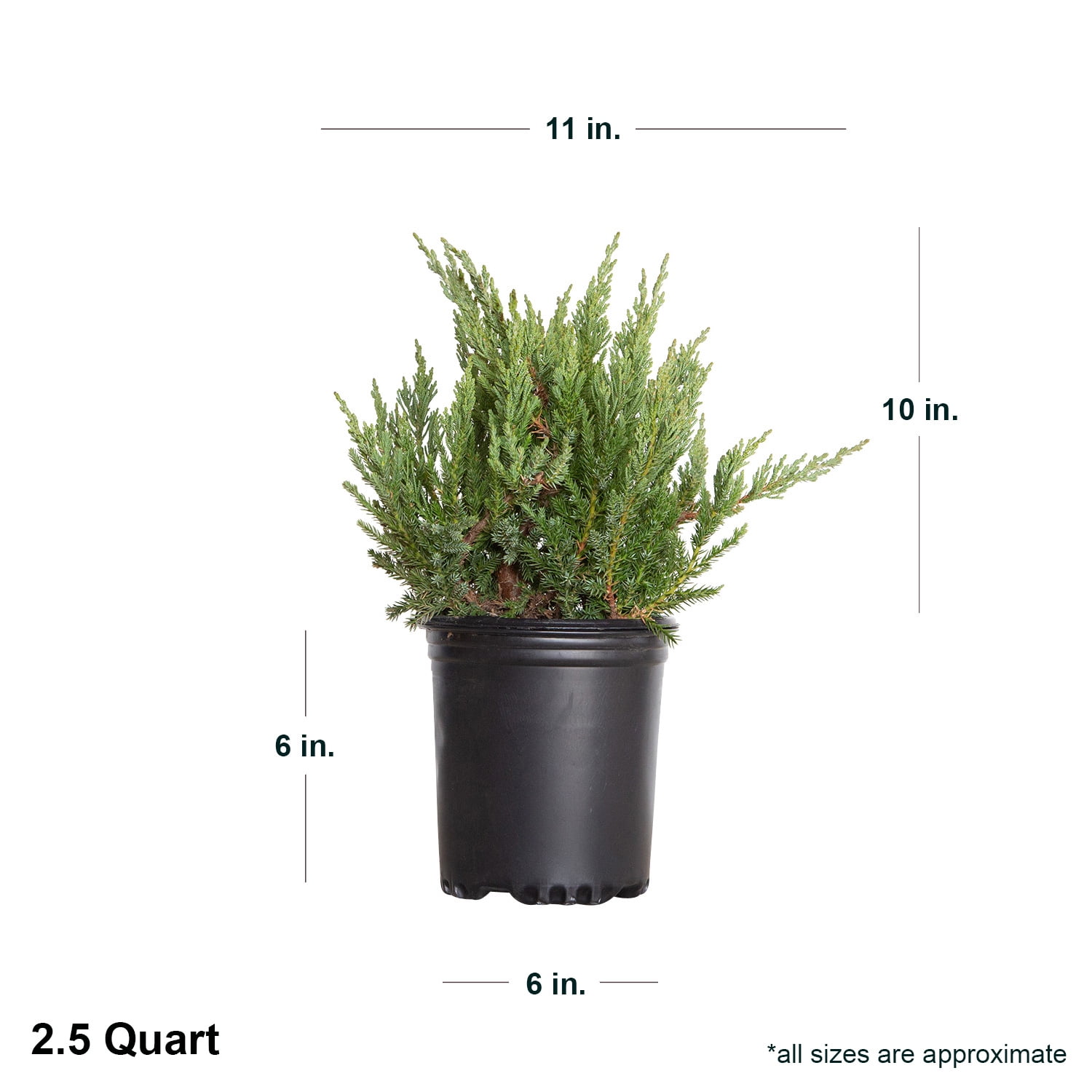 Expert Gardener Parsoni Juniper (2.5 Quart) Low-growing Juniper Shrub with Blue-Green Foliage