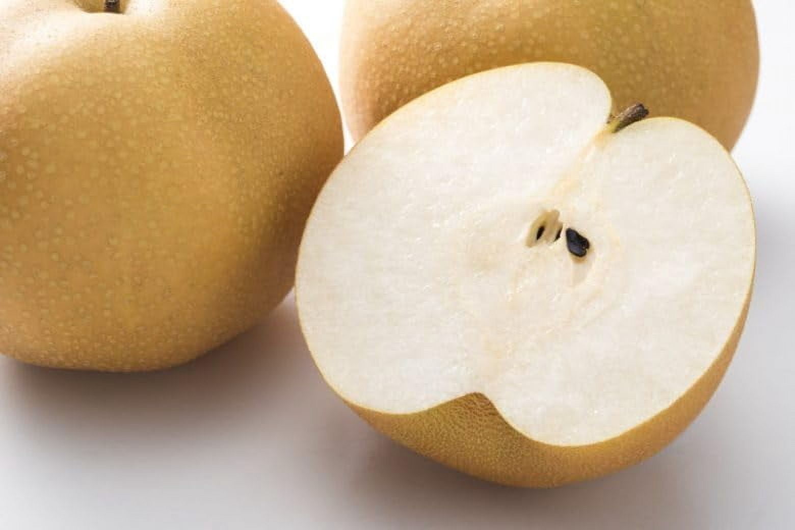Asian Pear Tree | Premium Seeds | Pyrus pyrifolia 'Spring' | Plants'® (Premium Seeds, 100)