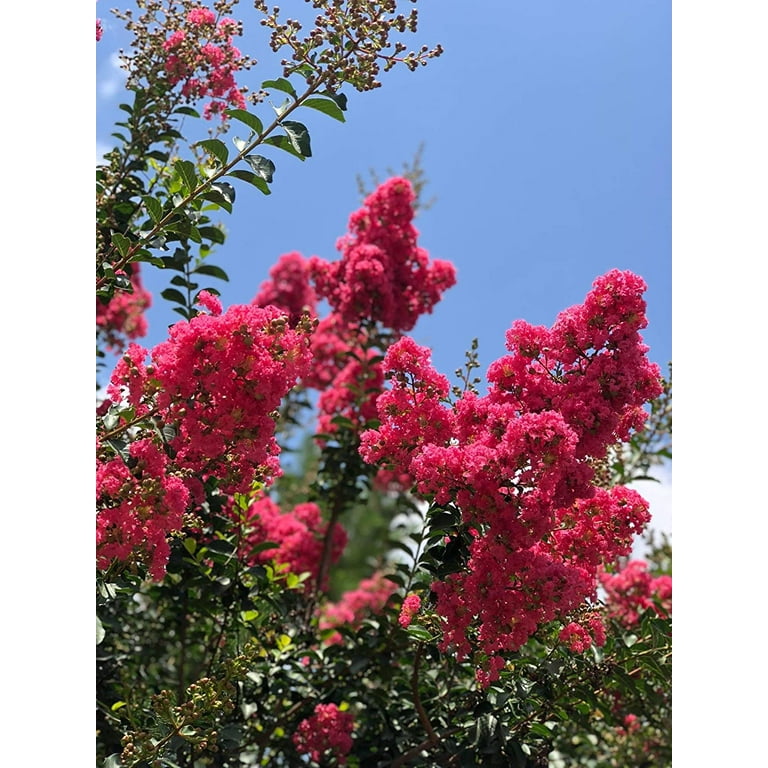 Crepe myrtle fertilizer deals