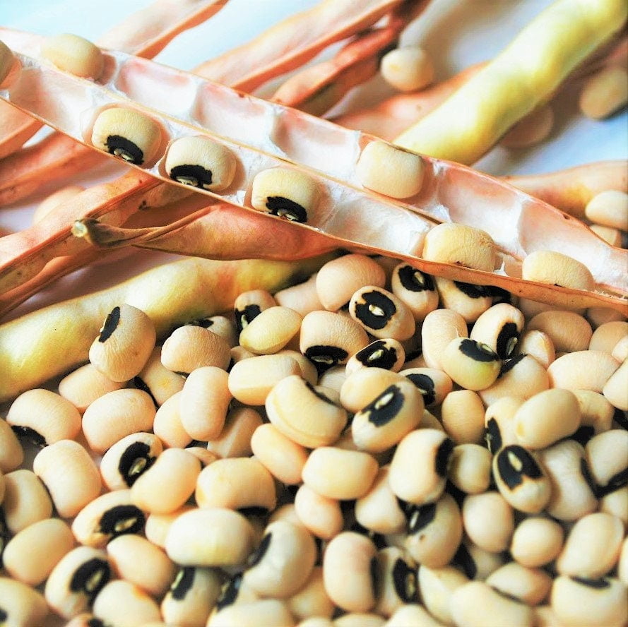 TomorrowSeeds California Black Eyed Peas Seeds 180+ Count Packet Blackeyed No.5 Cowpeas