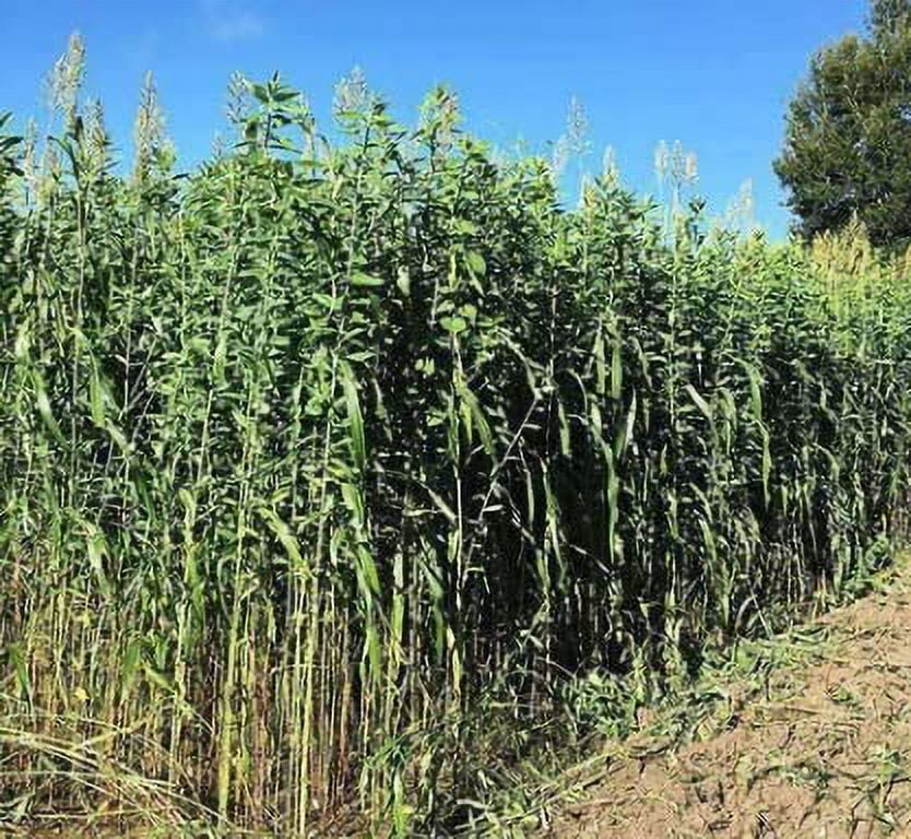 Bulk Egyptian Wheat Seeds for Planting - Can Grow to 10 Feet Tall - Grow Chicken Corn, Great for Birds (8 Pounds)