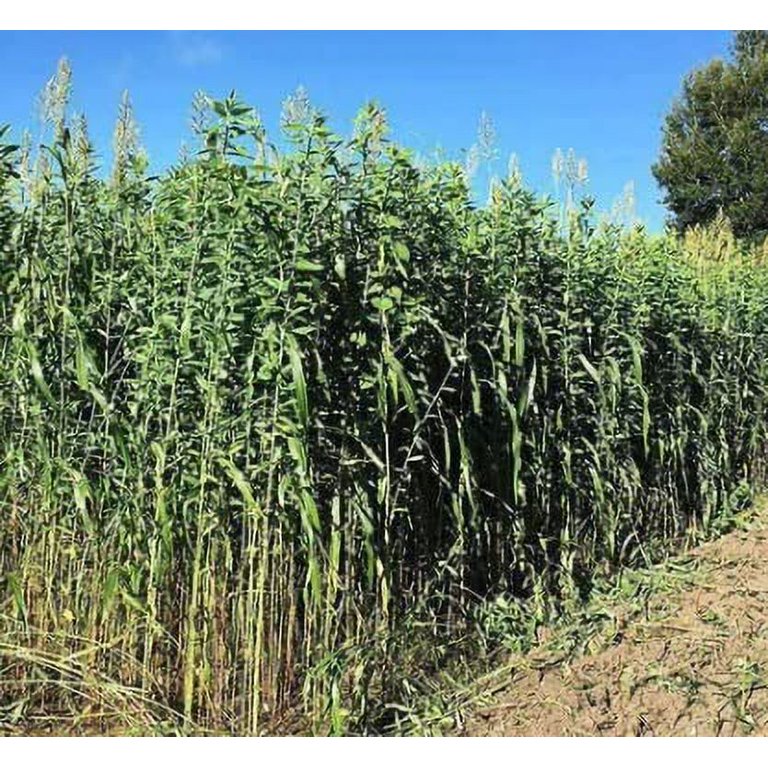 Egyptian Wheat Seeds for Planting - Can Grow to 10 Feet Tall - Grow Chicken Corn, Great for Birds (1,000 Seeds)