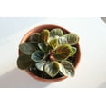 thumbnail image 2 of SALE Miniature African Violet - 3 Plants/2" Pot - Great for Terrariums, 2 of 4
