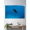 thumbnail image 2 of Indonesia. Seeing These Fascinating Animals Is An Incredible Experience And You Don'T Need To Dive Poster Wall Art, Modern Wall Decor For Living Room Bedroom, 12x18 UNFRAMED, 2 of 3