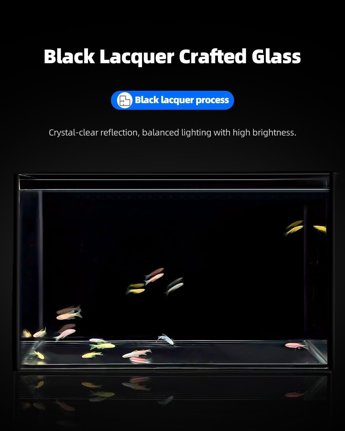 2.5 Gallon Clear Glass Aquarium for Betta Fish, Goldfish, Snails, Shrimp and Live Aquatic Plants