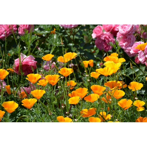 SEEDS = = 100 premium seeds - -Orange California Poppy -NOTE- Seeds are very tiny--Attracts Butterflies -Perfect for Flower Beds  =Serendipity Seeds