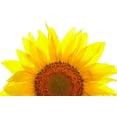 thumbnail image 2 of Sunflower White Wall Decal Peel and Stick Floral Graphic (36 in W x 25 in H) WM54559, 2 of 7