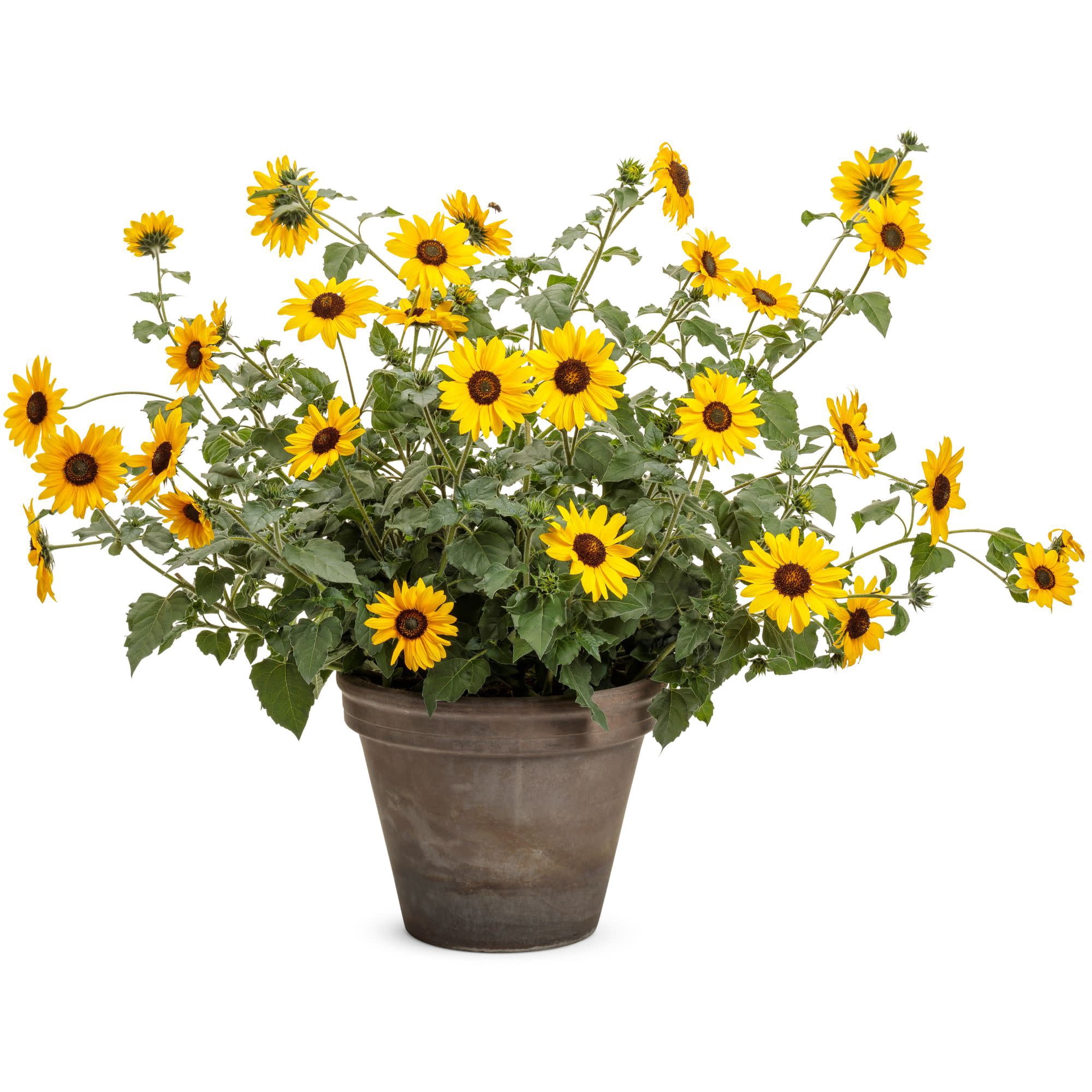 Proven Winners 8" Suncredible Yellow Sunflower Live Plant in 6.5" Pot