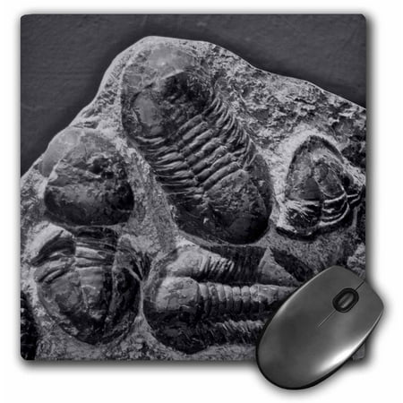 3dRose Phacopidae trilobites from the devonic in Morrocco, Mouse Pad, 8 by 8 inches