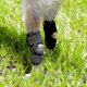 thumbnail image 4 of Dog Hind Leg Brace: Hock & Ankle Support for Torn ACL & CCL, Canine Rear Leg Joint Compression Wrap - Injury Protection, Arthritis Relief, Wound Care, 4 of 5