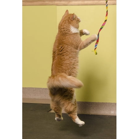 猫じゃらし　プラッツ　レインボーキャットチャーマー