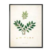 Designart 'Ancient Plant Life XIV' Farmhouse Framed Canvas Wall Art Print