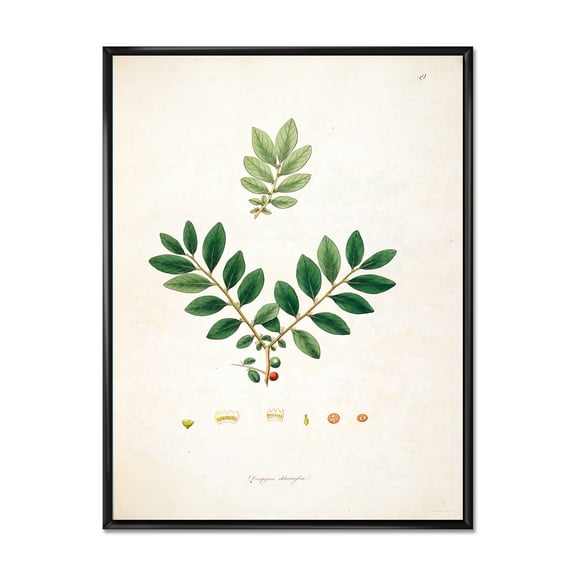 Designart 'Ancient Plant Life XIV' Farmhouse Framed Canvas Wall Art Print