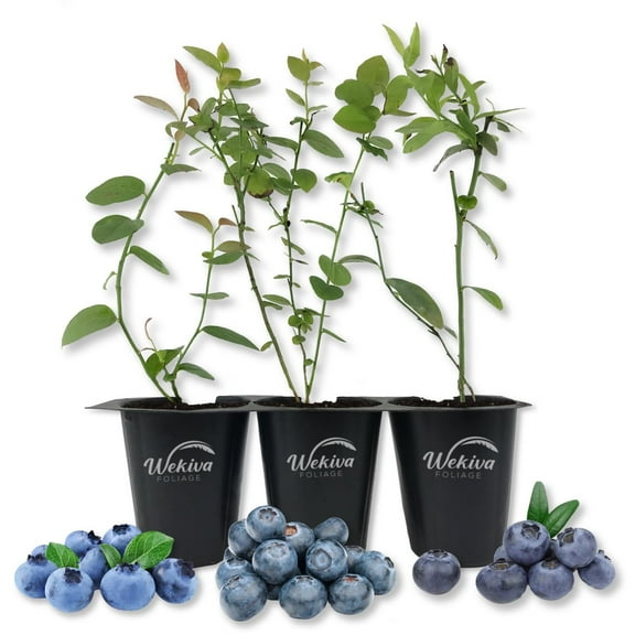 Blueberry Plant Variety 3Pack - 3 Live Starter Plants - Vaccinium - Growers Choice - Edible Fruit Bearing Bush for The Patio and Garden