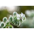 thumbnail image 3 of 50 WHITE BORAGE Borago Officinalis Bianca Herb Flower Seeds, 3 of 10