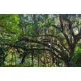 thumbnail image 2 of Miller, Anna 18x13 White Modern Wood Framed Museum Art Print Titled - Florida-Tropical Garden with Palms and Living Oak covered in Spanish Moss, 2 of 4