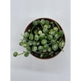 thumbnail image 2 of Variegated String of Pearls, Senecio rowleyanus, in 2 inch Pot Super Cute Great Plant Gift, Collector's Succulent, Live Potted Rooted, 2 of 7