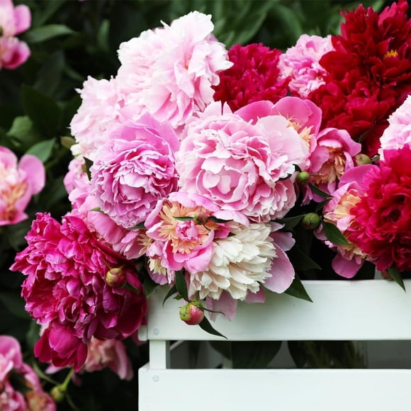 HJADGG 300 Mixed Peony Seeds-Non-GMO, Heirloom Perennial Flowers-Fragrant Ruffled Blooms in Bright Colors-Attracts Bees & Butterflies for Garden, Yard, and Landscaping