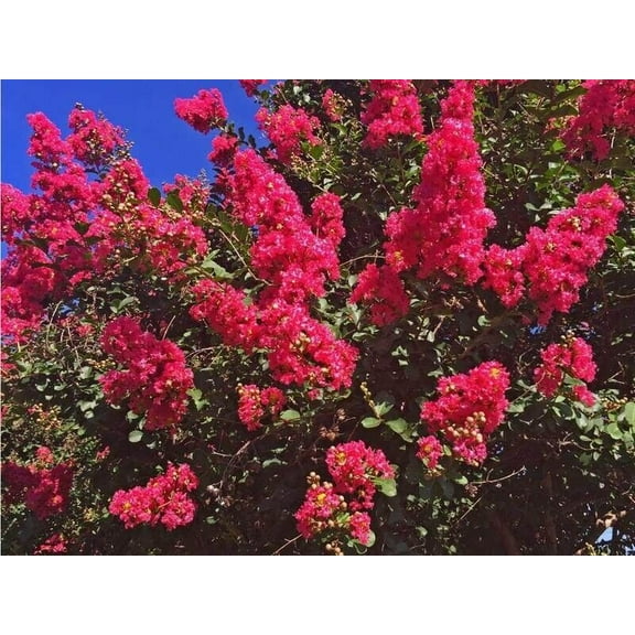 20 Dallas Red Cape Myrtle Seeds Tree Flower Perennial Flower Seed 1220 US SELLER