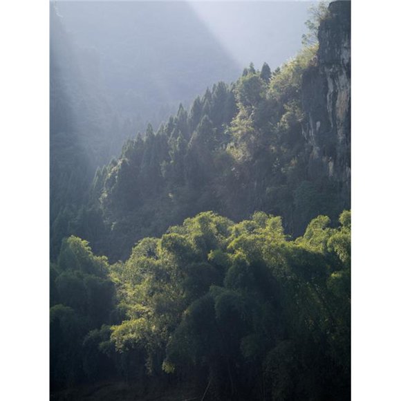 Posterazzi DPI1846517 Yangshuo Guilin Guangxi Province China - Sunrays On Trees Poster Print, 15 x 20