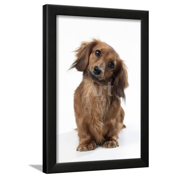 Miniature LongHaired Dachshund, Animals Framed Art Print Wall Art Sold by Art.Com