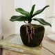 thumbnail image 2 of Hojas Artificiales BLESIY Hoja de Orquídea Artificial, 2 of 7