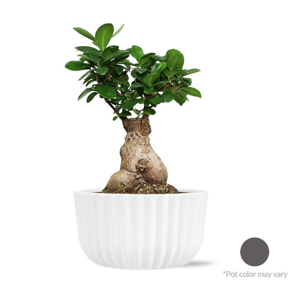 Just Add Ice Live Indoor Plant 12" Tall Bonsai Plant in Decorative Fiber Clay 6" Pot